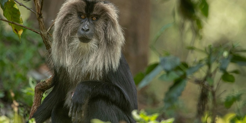 Lion-tailed macaque on a tree branch at Silent Valley National Park, one of the national parks in Kerala.
