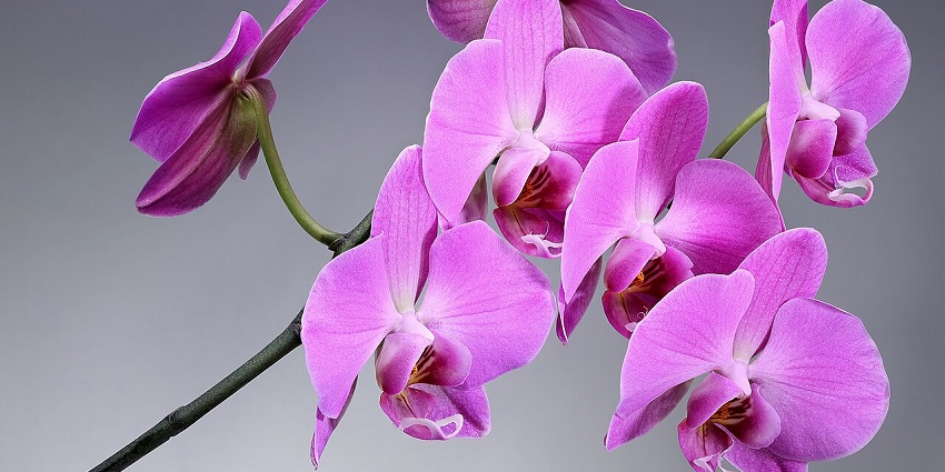 Magenta orchid flowers at Sling Dong Faireanum Orchid Conservation Reserve, one of the national parks in Sikkim.
