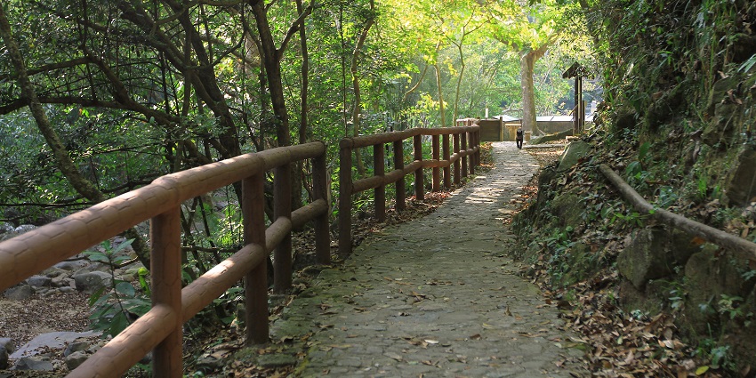 Walking trail surrounded by lush greenery at Tai Po Kau Nature Reserve, one of the popular zoos in Hong Kong.