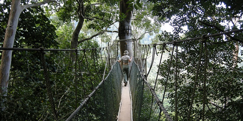 A person walking on the canopy walkway of Taman Negara National Park, one the top parks in Malaysia.
