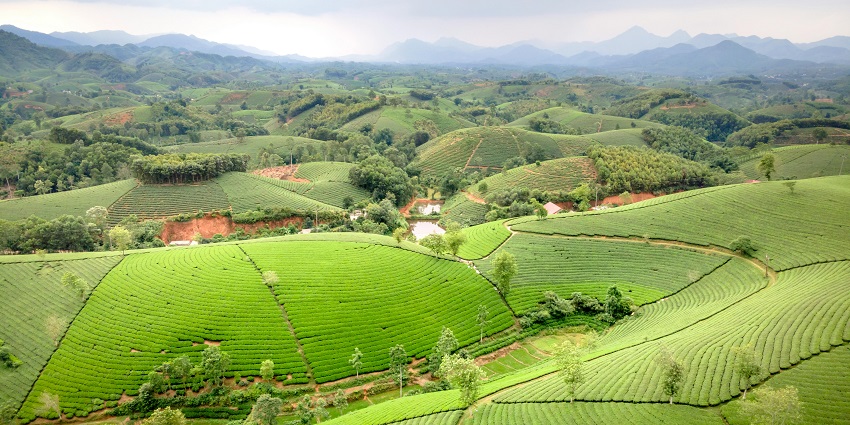 Lush green tea plantations at Temi Tea Estate with a scenic mountain backdrop.