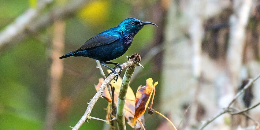 A vibrant sunbird perched on a thorny branch at Thattekad, one of the popular national parks in Kerala.
