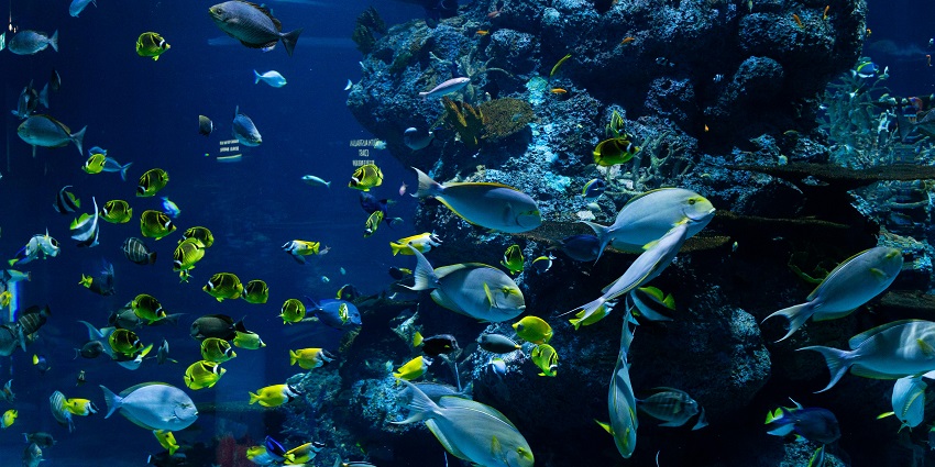 Interior view of The Lost Chambers Aquarium with marine life displays.
