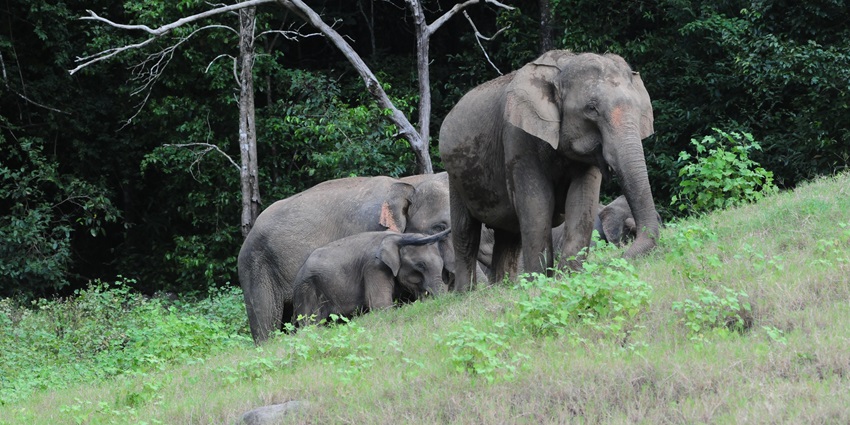 A group of Asian elephants walking through the lush greenery of Shendurney Wildlife Sanctuary.
