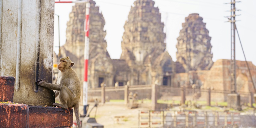 Monkey buffet festival at Prang Sam Yot temple with monkey on concrete surface.