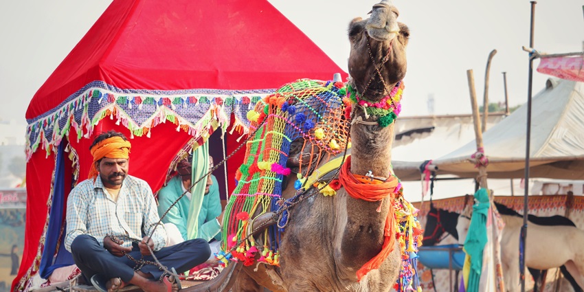 Camel ride at Pushkar Mela on the desert fairgrounds in Rajasthan.