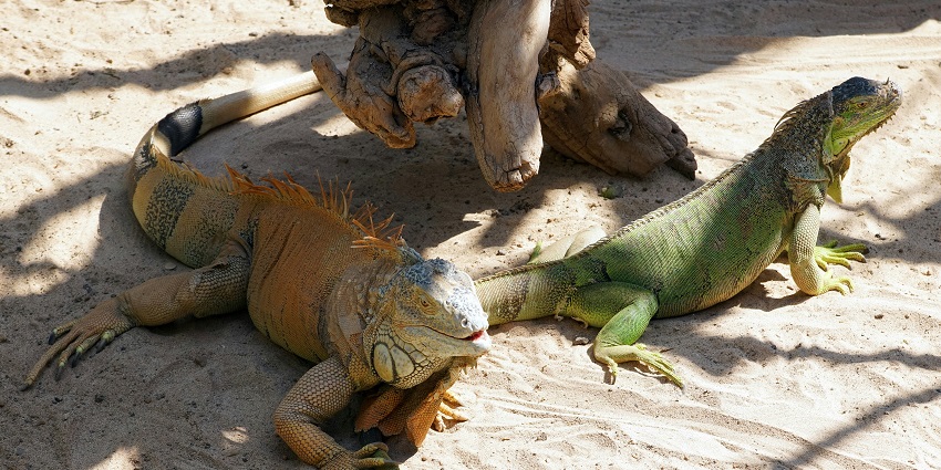 Lizard and iguana on display at Tuen Mun Park Reptile House.