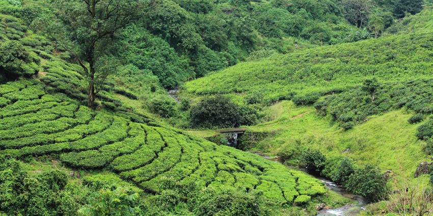 Lush tea garden at Vagamon Meadows showcasing scenic beauty for camping in Kerala.