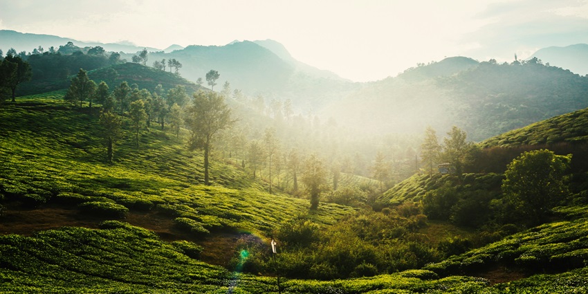 Dense forest of tall trees in Wayanad, Kerala with lush green foliage and natural beauty.