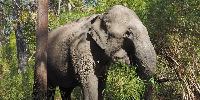 Asian elephant walking through dry forest in Yok Don, one of the national parks in Vietnam.
