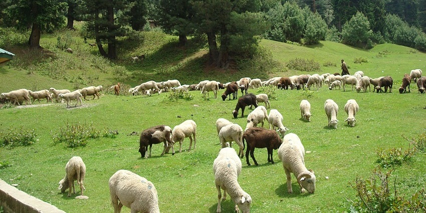 A flock of sheep grazes on a green hillside with a forest of tall trees in the background.