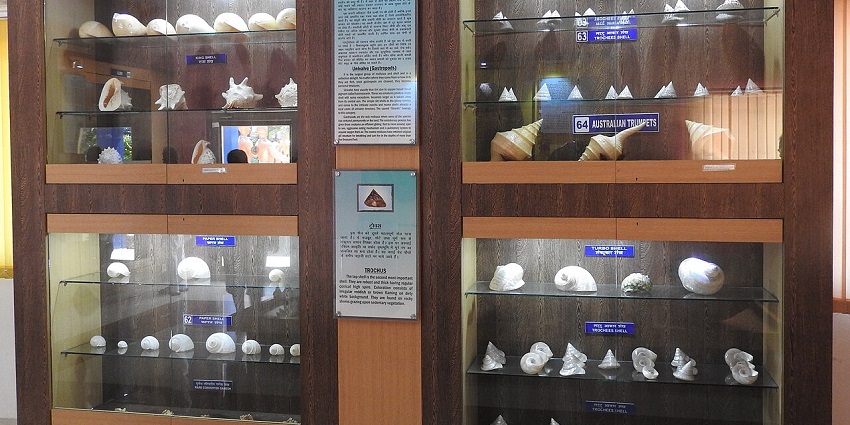 Interior view of ZSI Regional Museum in Port Blair with shells and marine specimens, highlighting museums in Andaman.