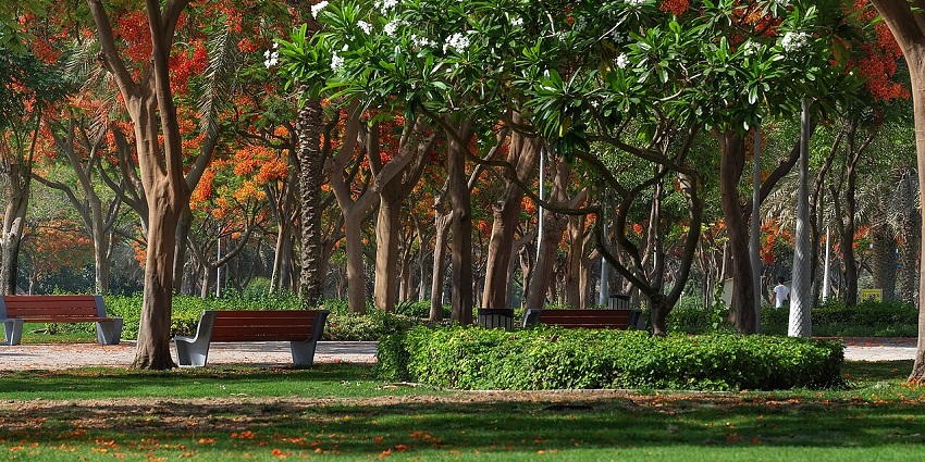 Scenic view of Zabeel Park with green lawns, tall palm trees, and a clear blue sky.
