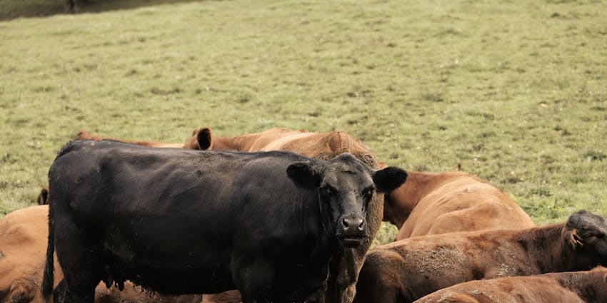 Image of Cows Grazing on a Rural Farm Meadow - auctions in the fair for best livestock