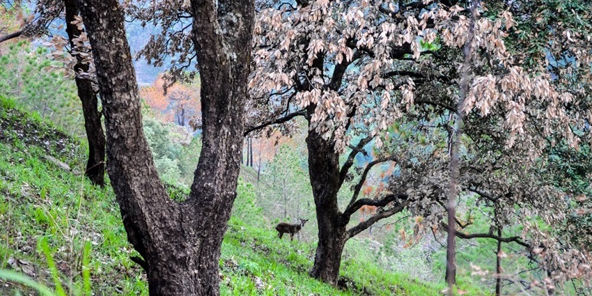 Lush green Gilbert Trail in Kasauli with tall trees and a deer standing among them, showing snowfall in Kasauli.