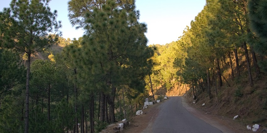 Sunlit road through dense Pinus roxburghii trees in Kasauli’s peaceful pine forest, showing snowfall in Kasauli.