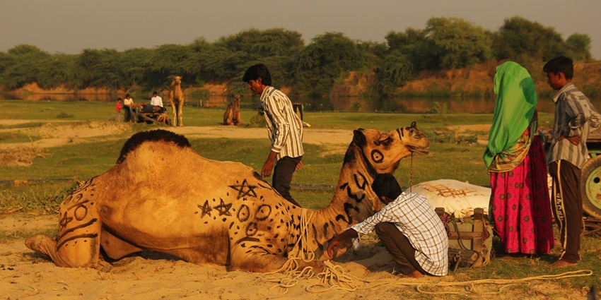 Image of decorateddDonkeys Are For Sale at the Donkey Fair - Vautha Fair