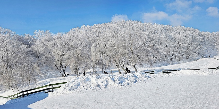 Snowfall in Mashobra with snow-covered hills and dense forest in the background.