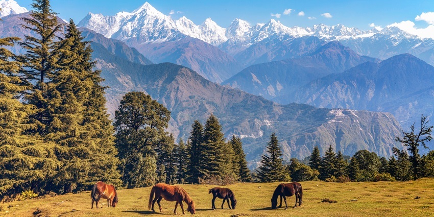 Wild horses graze an open field overlooking the Panchchuli Himalaya snow peaks, Munsiyari.