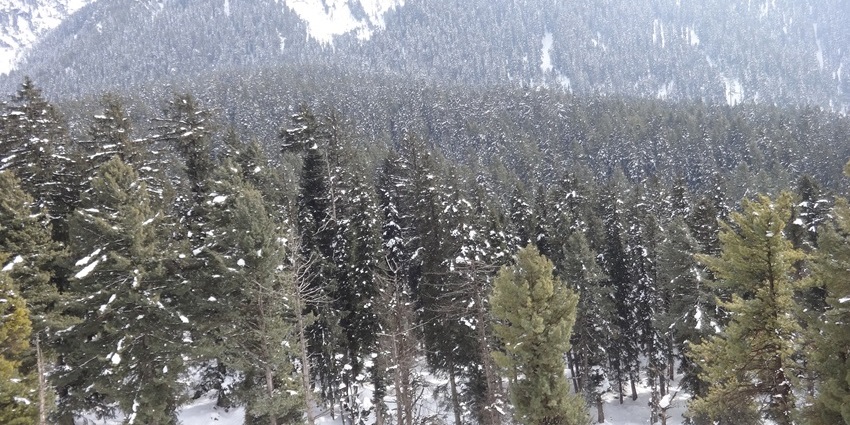 A beautiful image of trees and slopes of Pahalgam, covered with snow after snowfall.