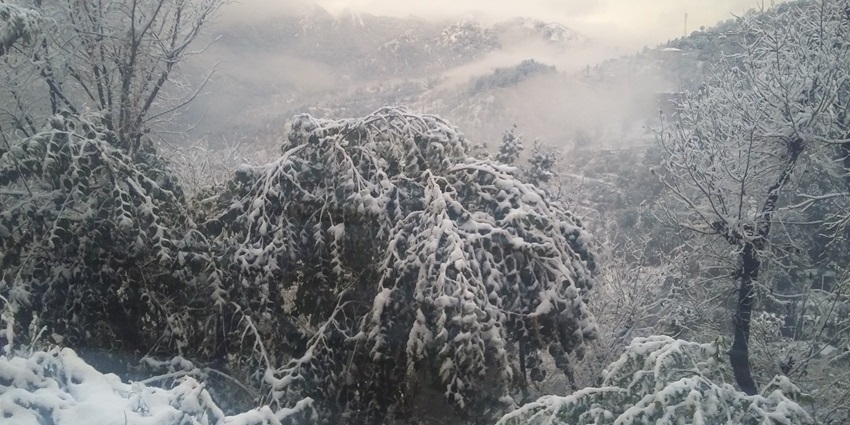 View of frosty snowfall in Shimla, one of the best places to experience snowfall in Himachal Pradesh.