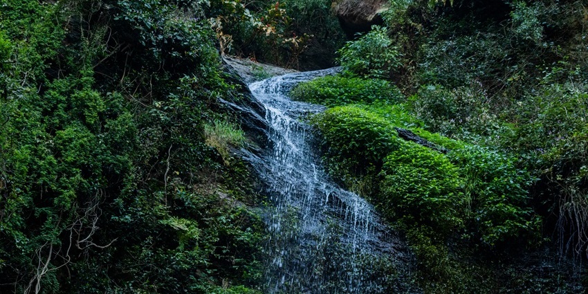 Nature trails winding through lush greenery near Chadwick Falls are surrounded by forest.