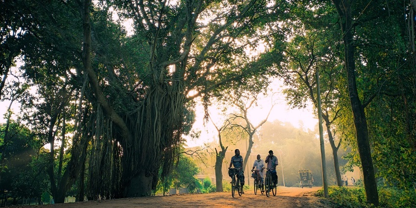 Morning sunlight filters through dense trees as cyclists ride along a peaceful forest road.