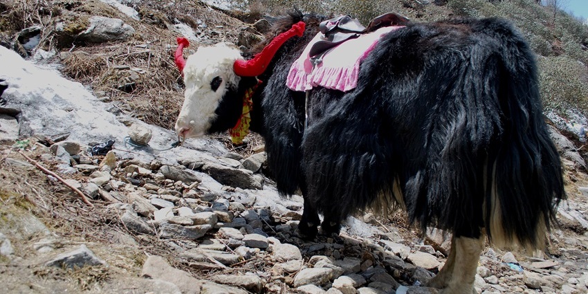 Riding yaks through snowy trails surrounded by tall deodar trees for a thrilling experience.